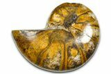Polished Fossil Nautilus (Cymatoceras) - Madagascar #378971-1